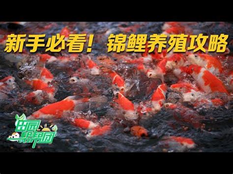 養鯉魚|錦鯉養殖的方法與技巧